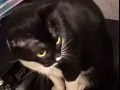 黑白奶牛色🐄猫咪找新主人！无偿领养！