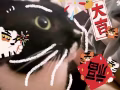 黑白奶牛色🐄貓咪找新主人！無償領養！