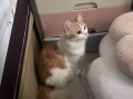 愛貓有償領養