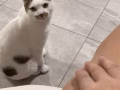 求領養