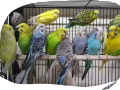 Love birds