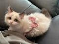 布偶妹妹领养只限制女生领养喜欢猫的，因为要回香港所以打算送人