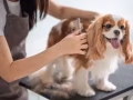 三巴旺宠物美容