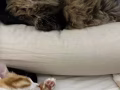 新加坡貓咪轉賣