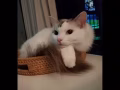 3歲多貓咪領養