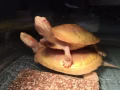 红眼招财旺财黄金龟🐢两只 888 自取