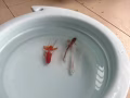 华文家教补习