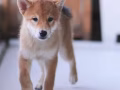 柴犬寶寶狗狗尋找新家