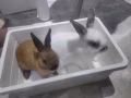 獅頭兔+侏儒兔