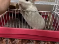 白色龍貓 2歲 母