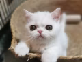 2男纯白波斯猫.