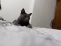 两岁小猫 已结扎！（公）会用猫砂