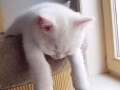我很醜，可我很溫柔