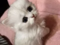 小布偶免费领养