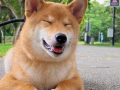 有償領養柴犬～性格超甜喜人活潑