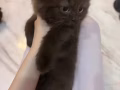 喜歡貓咪的主人