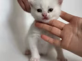一個月曼基康長腿奶貓