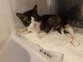 望爱心人事帮忙抚养猫猫