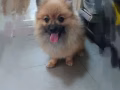 博美一對尋新家