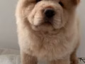 Chow Chow 寶寶