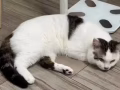 有偿送养猫咪