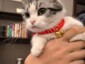 美短免費領養