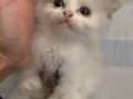 小奶貓放領養