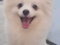 可爱博美找男友
