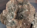野生虎奶