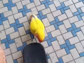 杜丹鹦鹉宝宝出售