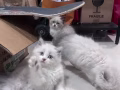 两个月布偶猫求领养啦