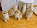 貓咪免費領養