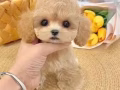 寵物狗狗超優惠出售