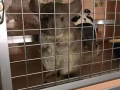 龙猫找新家