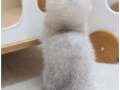 浮白小短腿免費領養