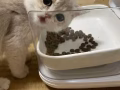 滾滾領養