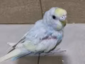 手養可愛虎皮小鸚鵡