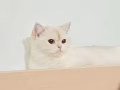 小猫咪找男朋友