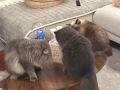 貓咪領養