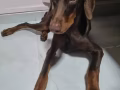 出售一只杜宾犬 500块