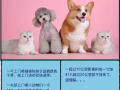 上门喂猫猫狗狗