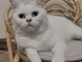 英短品种