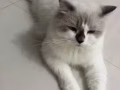 2歲布偶公貓有償領養