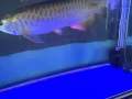 大鱼缸和金龙鱼
