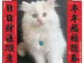 長毛弟弟找主人