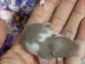 金丝熊