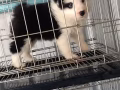 邊境牧羊犬