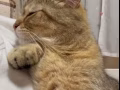無償領養！可愛超級粘人