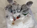 小太陽鸚鵡幼鳥