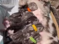美短虎斑小奶貓